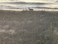 Every morning we got to watch two doe meander over the dunes and in the vegetation behind the pool.