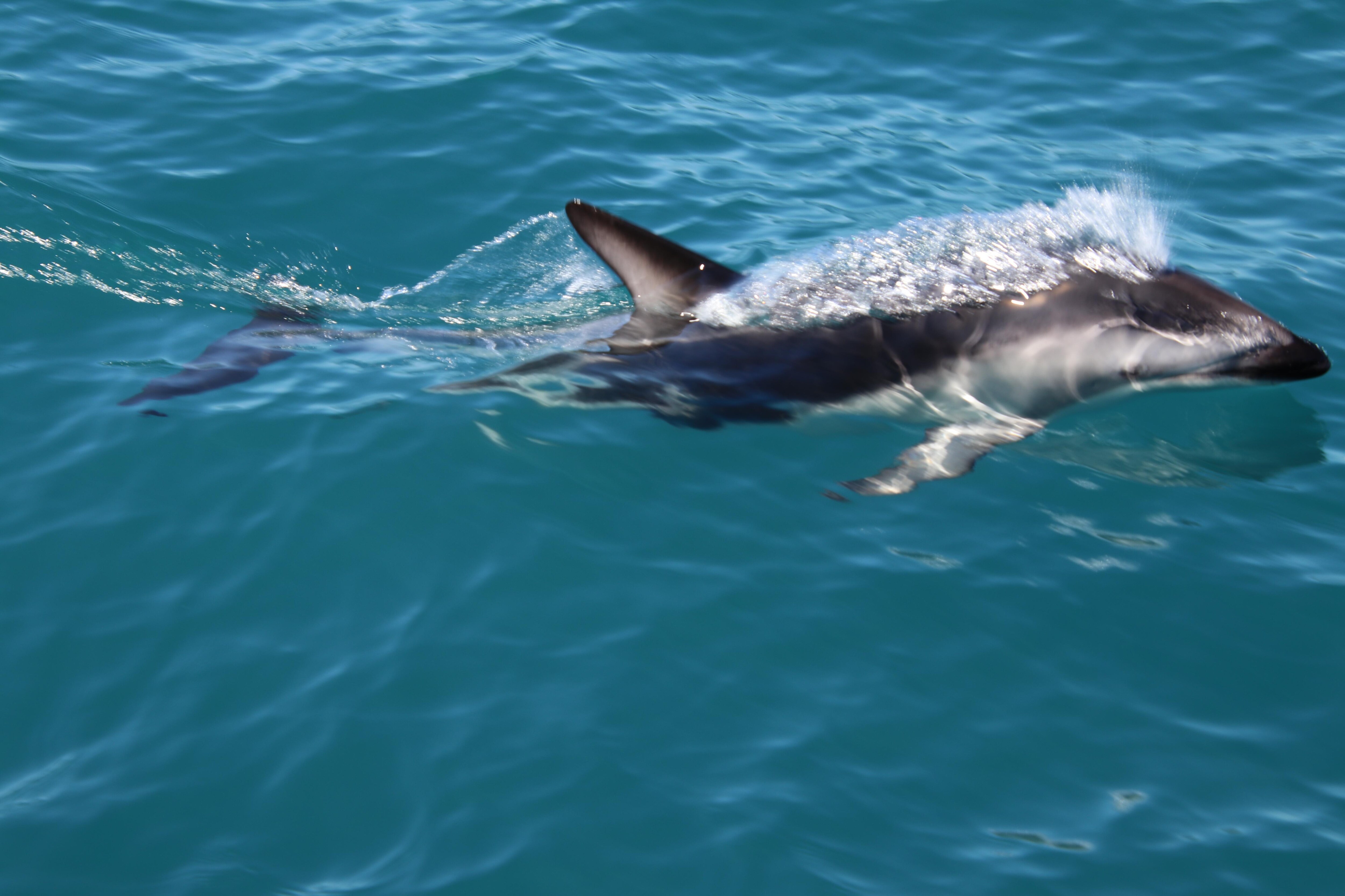 Swam with the dolphins