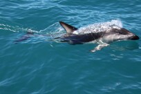 Swam with the dolphins