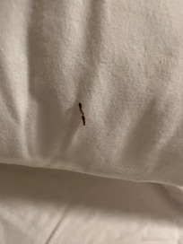 Bed Larva. They can not fly in through an open window