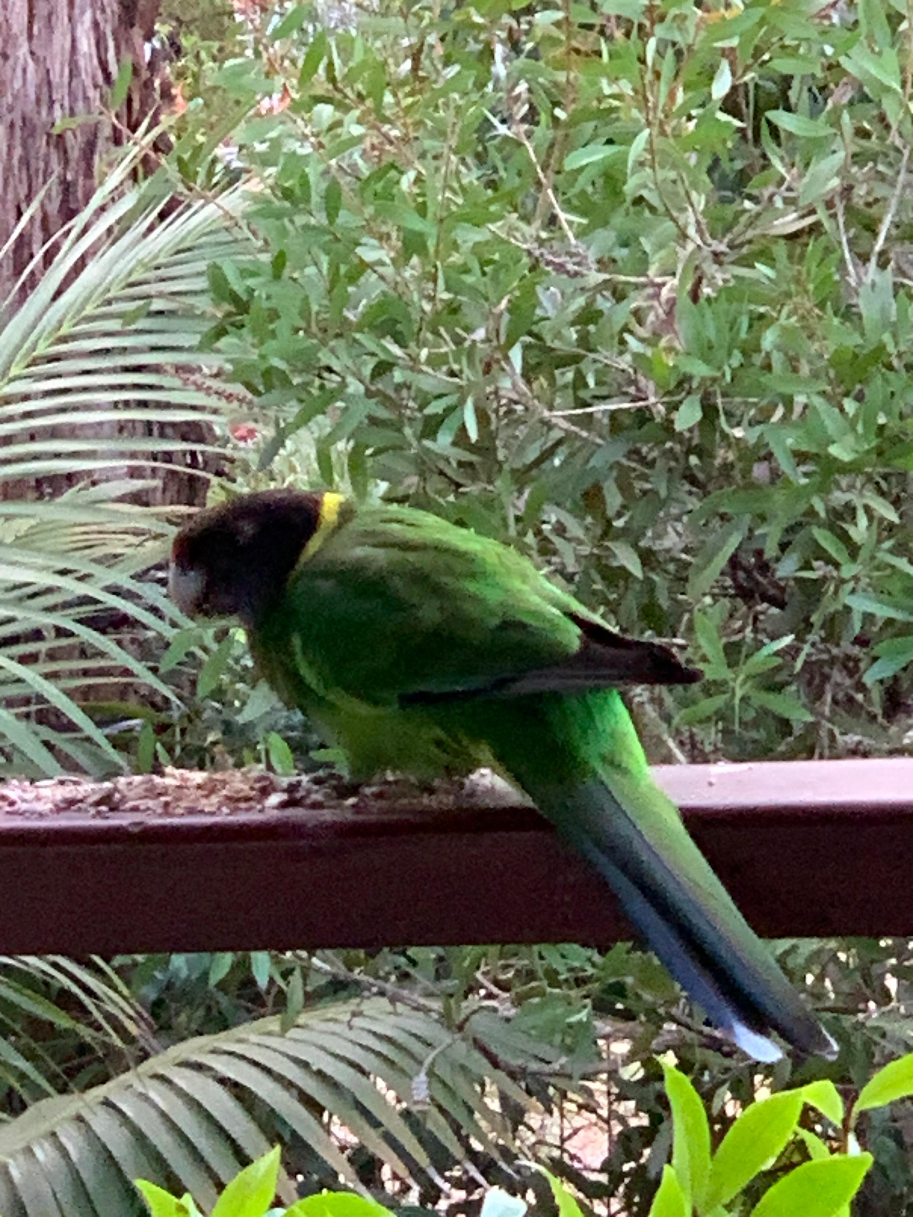 Feed the birds