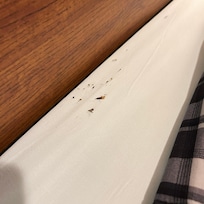 Dead bugs between the headboard and the mattress under the pillows