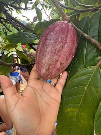Tour about how they make the hot cocoa or hot chocolate