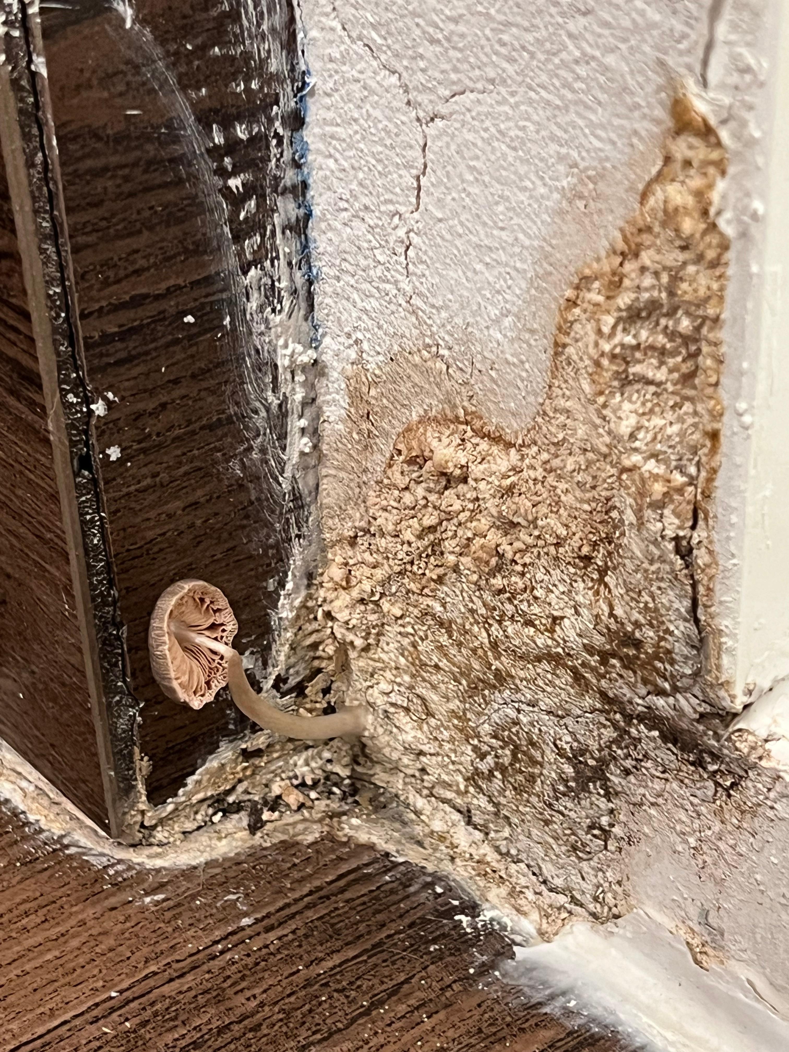 Mold in bathroom with closeup of growing mushroom