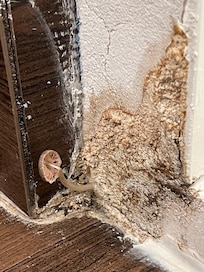 Mold in bathroom with closeup of growing mushroom