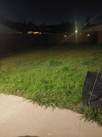 Back yard not mowed.