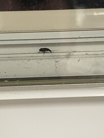 Insect found in laundry facility in Residence Inn by Marriott in Hattiesburg, Mississippi.