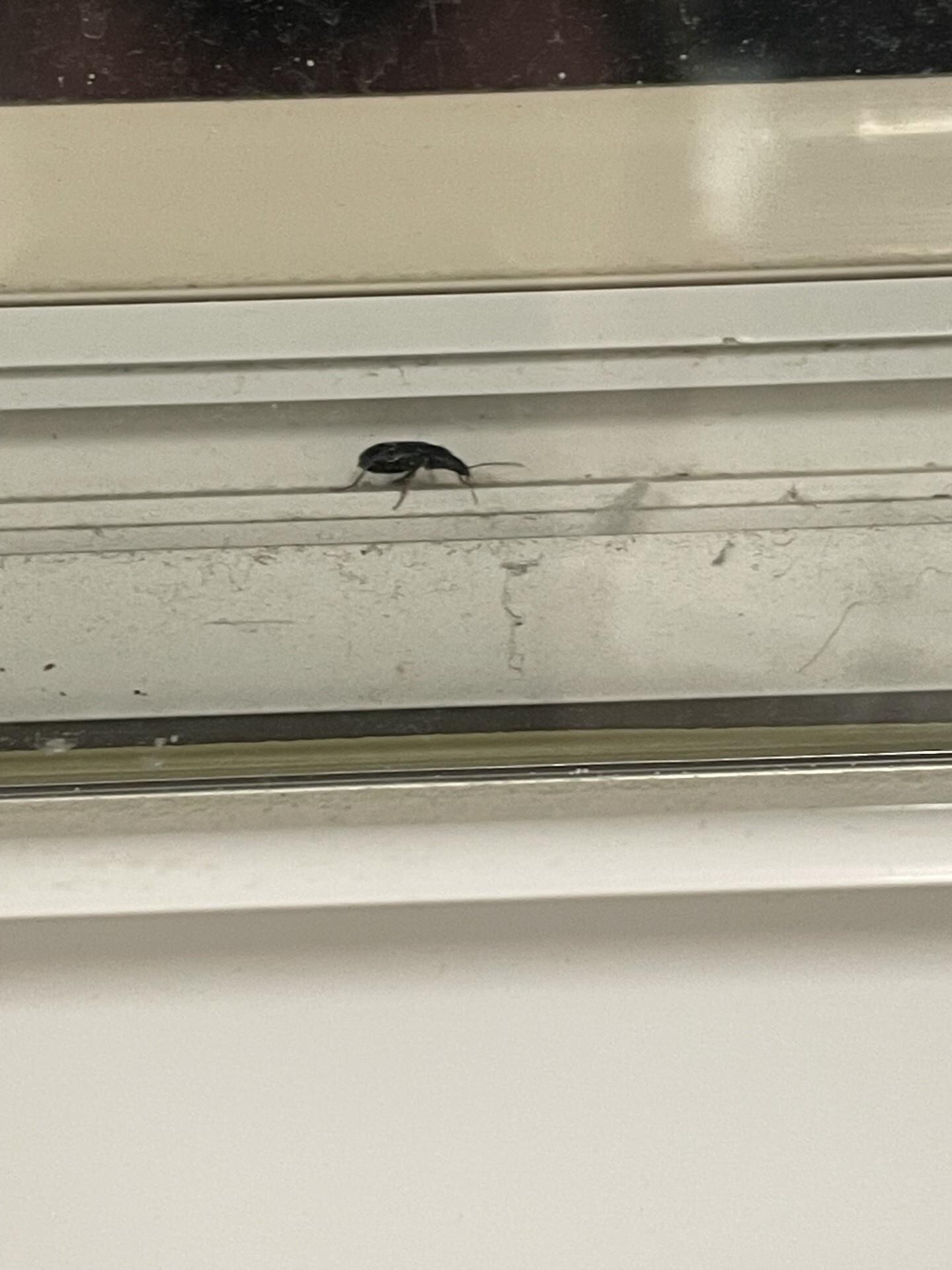 Insect found in laundry facility in Residence Inn by Marriott in Hattiesburg, Mississippi. 