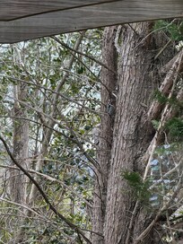 A a woodpecker right out of our window every morning he was so cute
