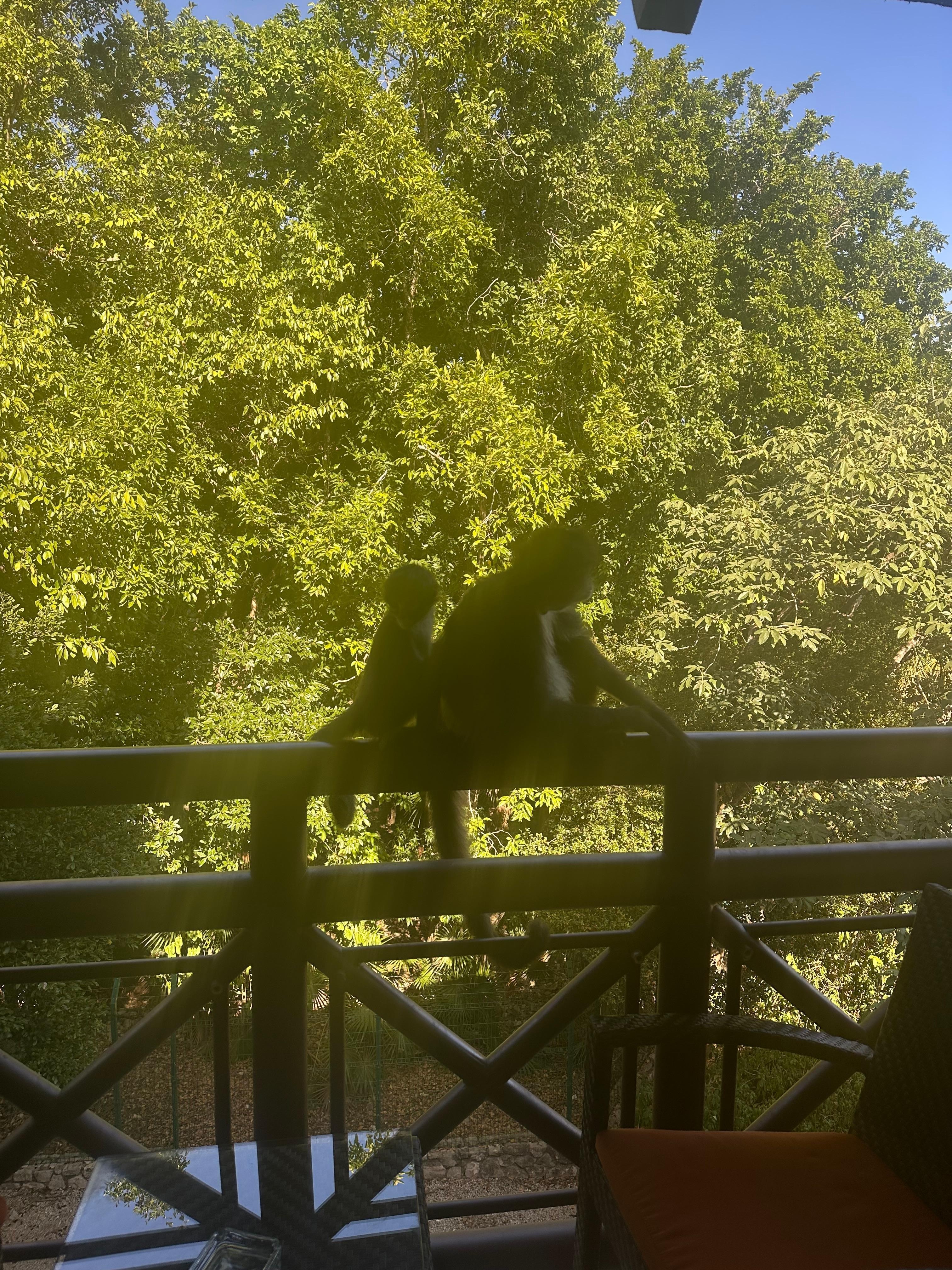 Spider Monkeys came to visit!