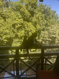 Spider Monkeys came to visit!