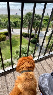 Our dog loved the balcony and being able to see the ocean.