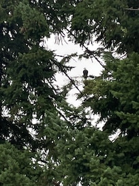 We had an eagle visit us pretty much everytime we were outside. Along with otters and seals.