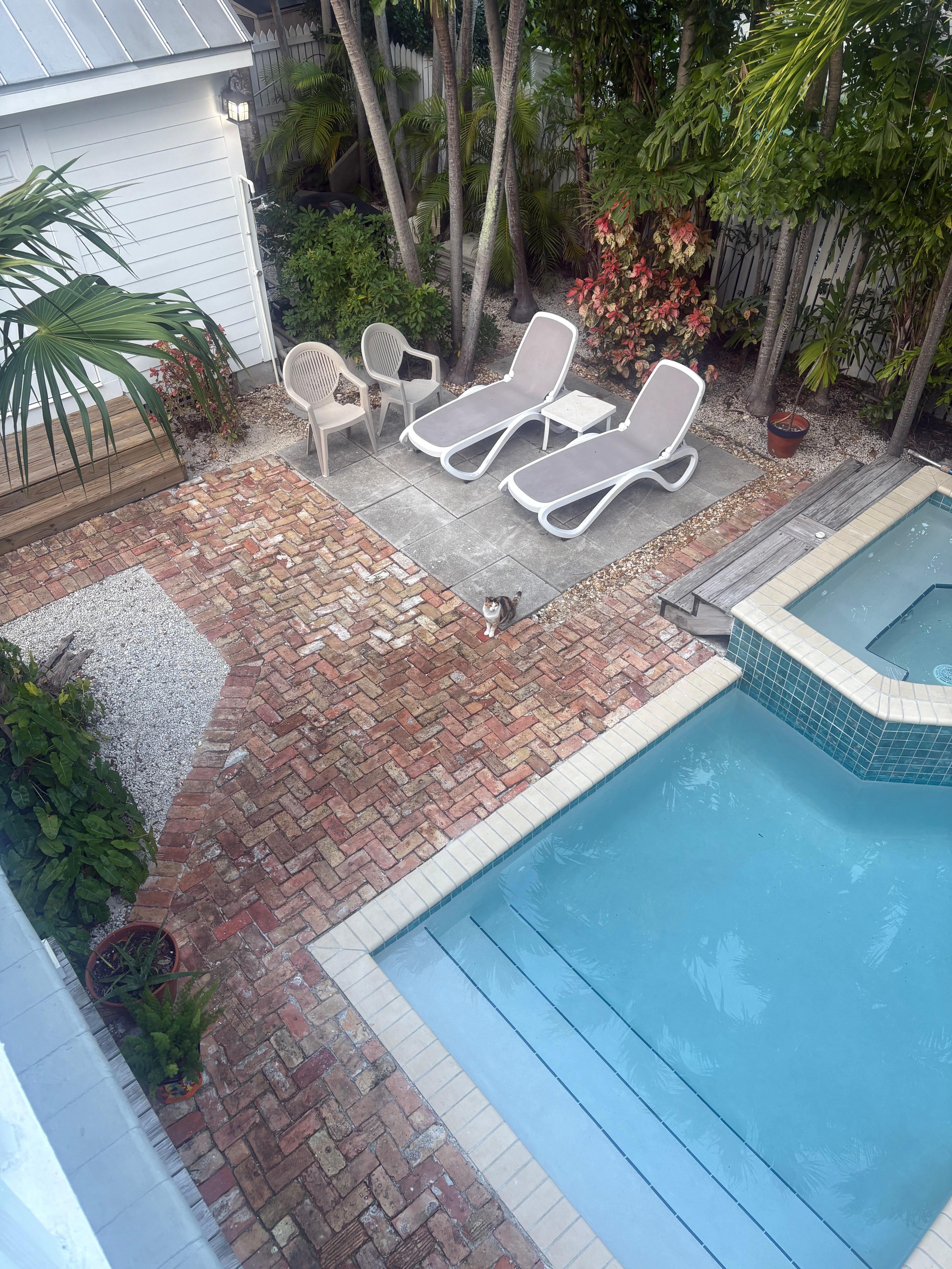 Resident cat by pool