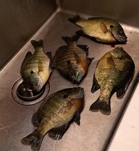First day keepers
