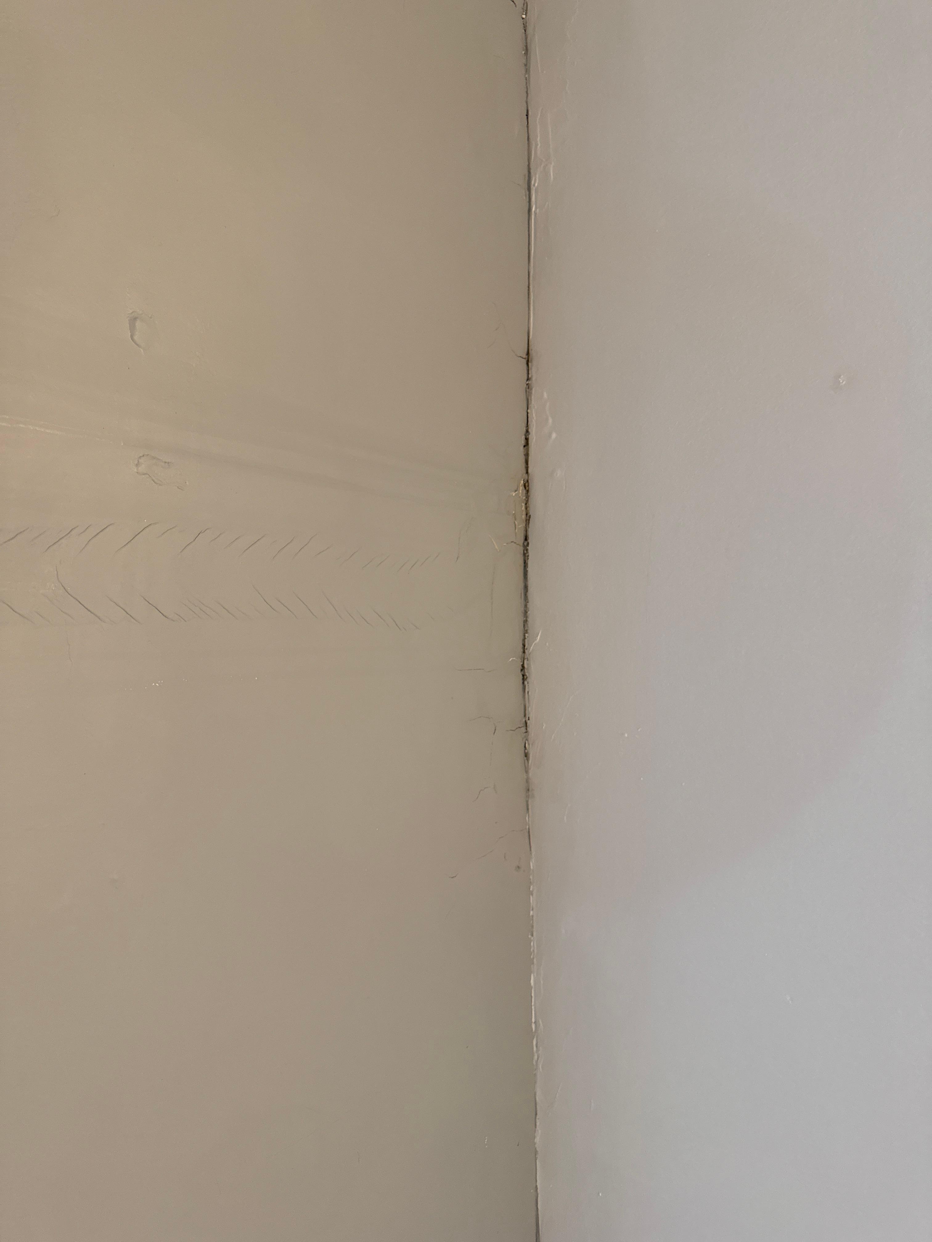 Something on the ceiling growing