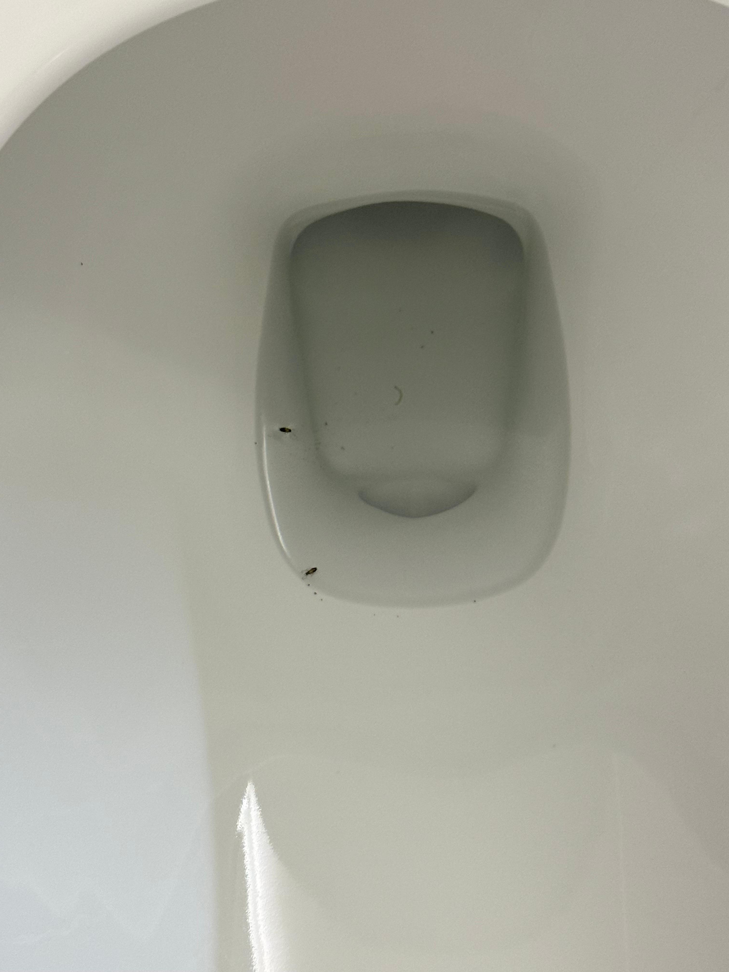 Bedbugs in the toilet #2