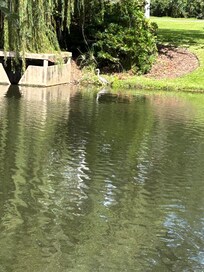 Bird on the Pond