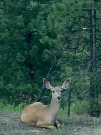 Visitor on one of our end of the day activities. The mule deer was right by our house. 😊👍