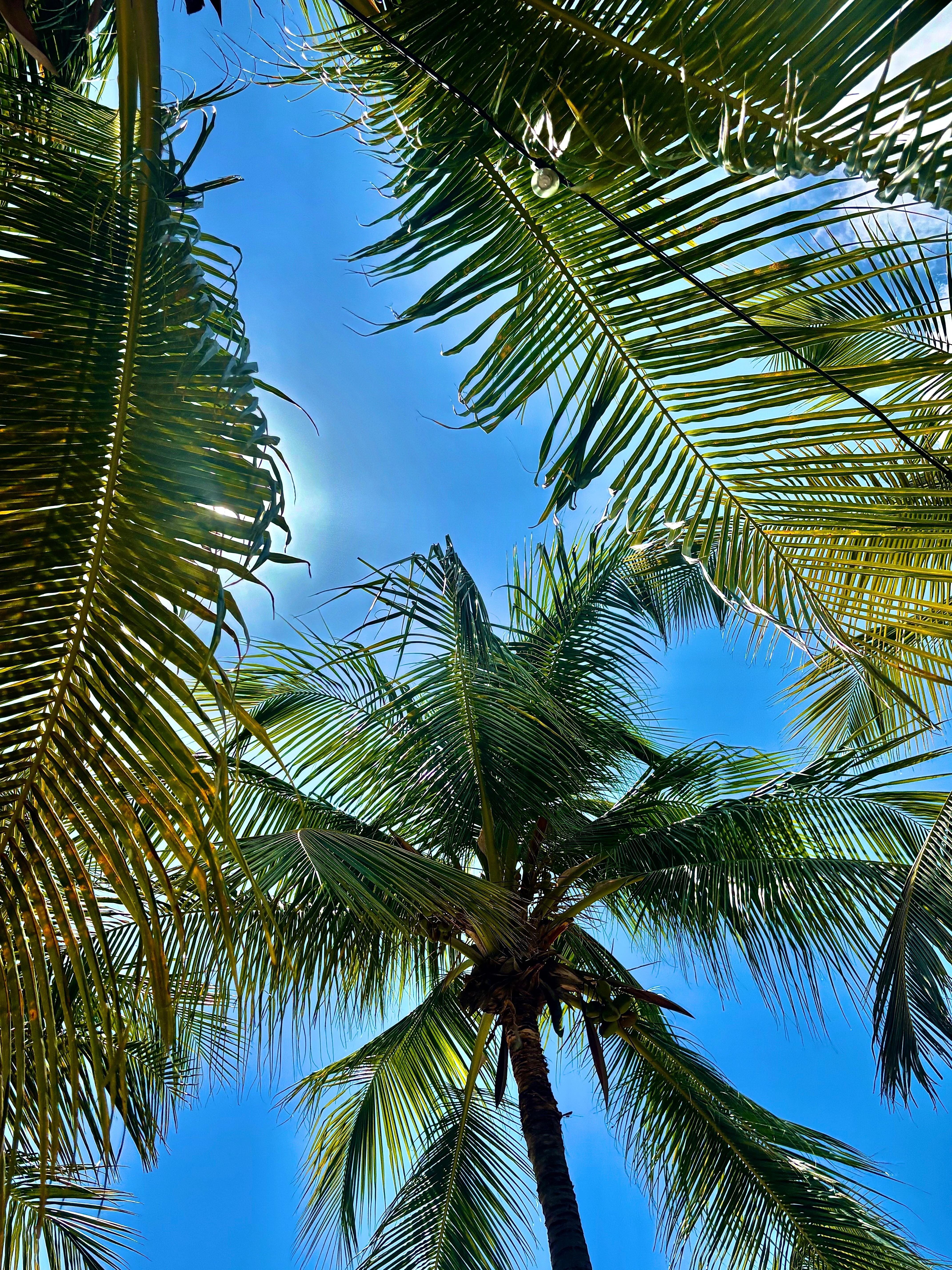 Palms on Blue Bay