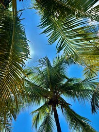 Palms on Blue Bay