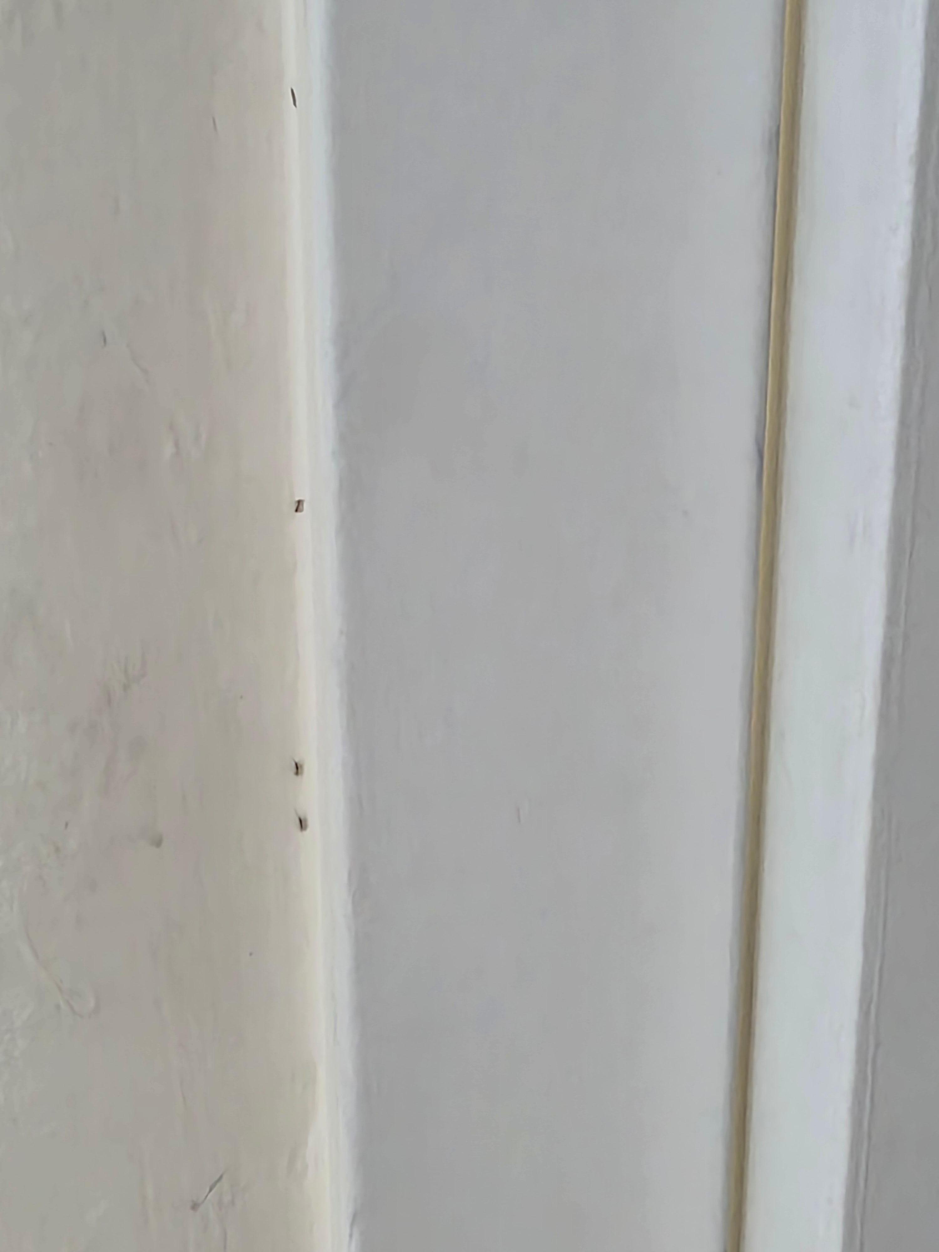 Ants along door casing 