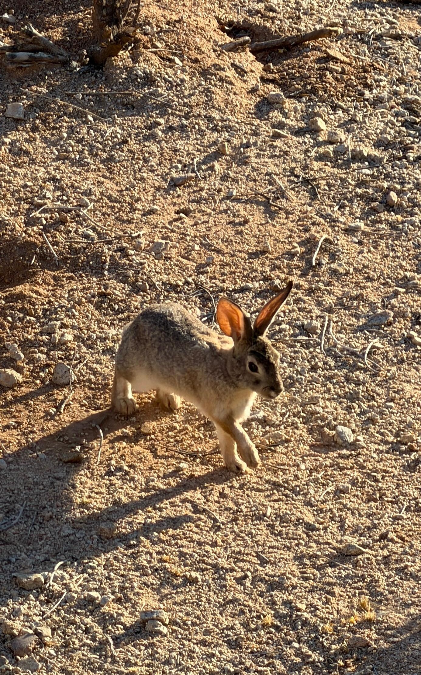Bunny!