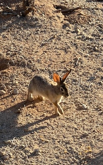 Bunny!
