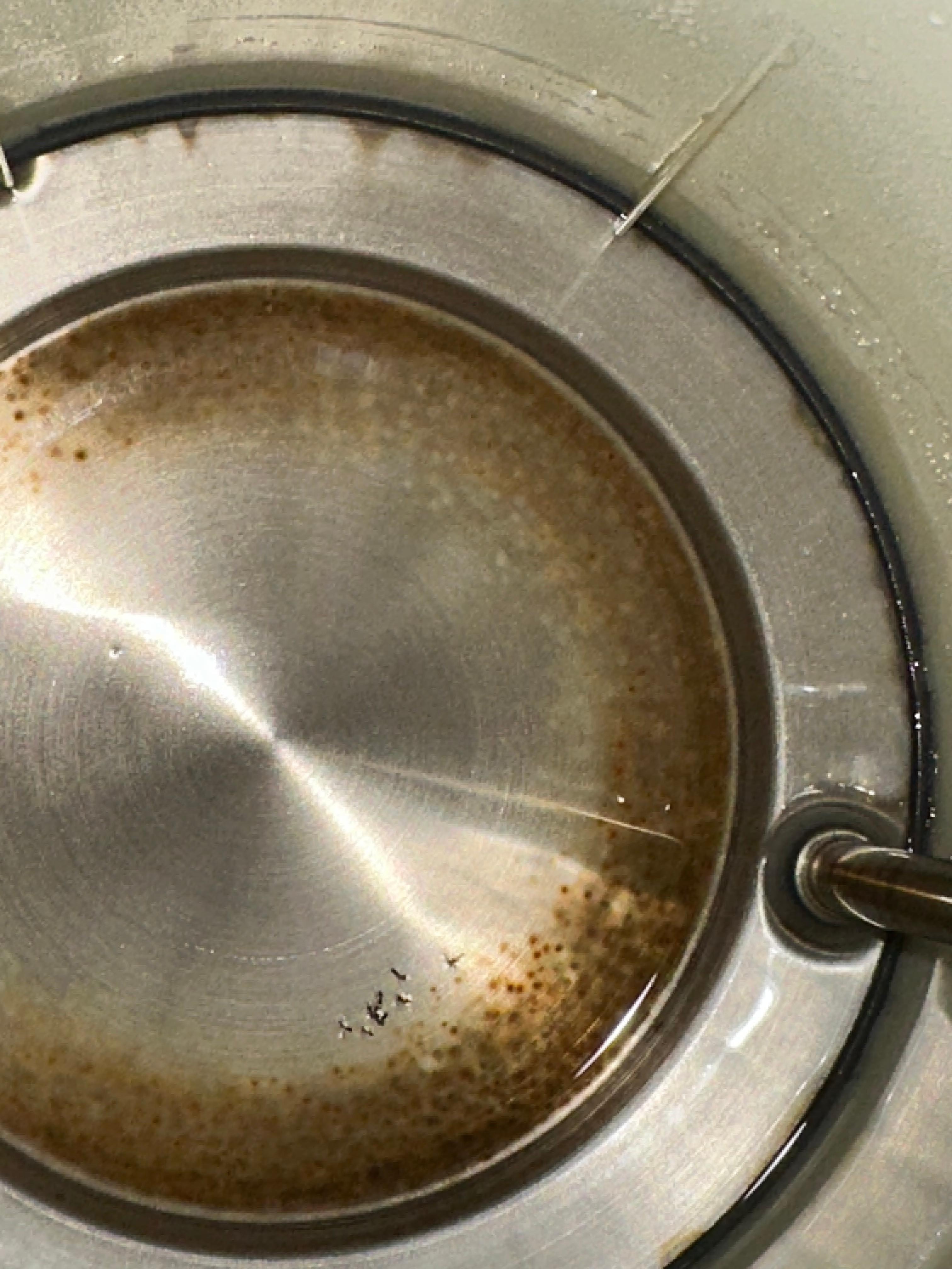 •	Bugs growing in the dirty jug