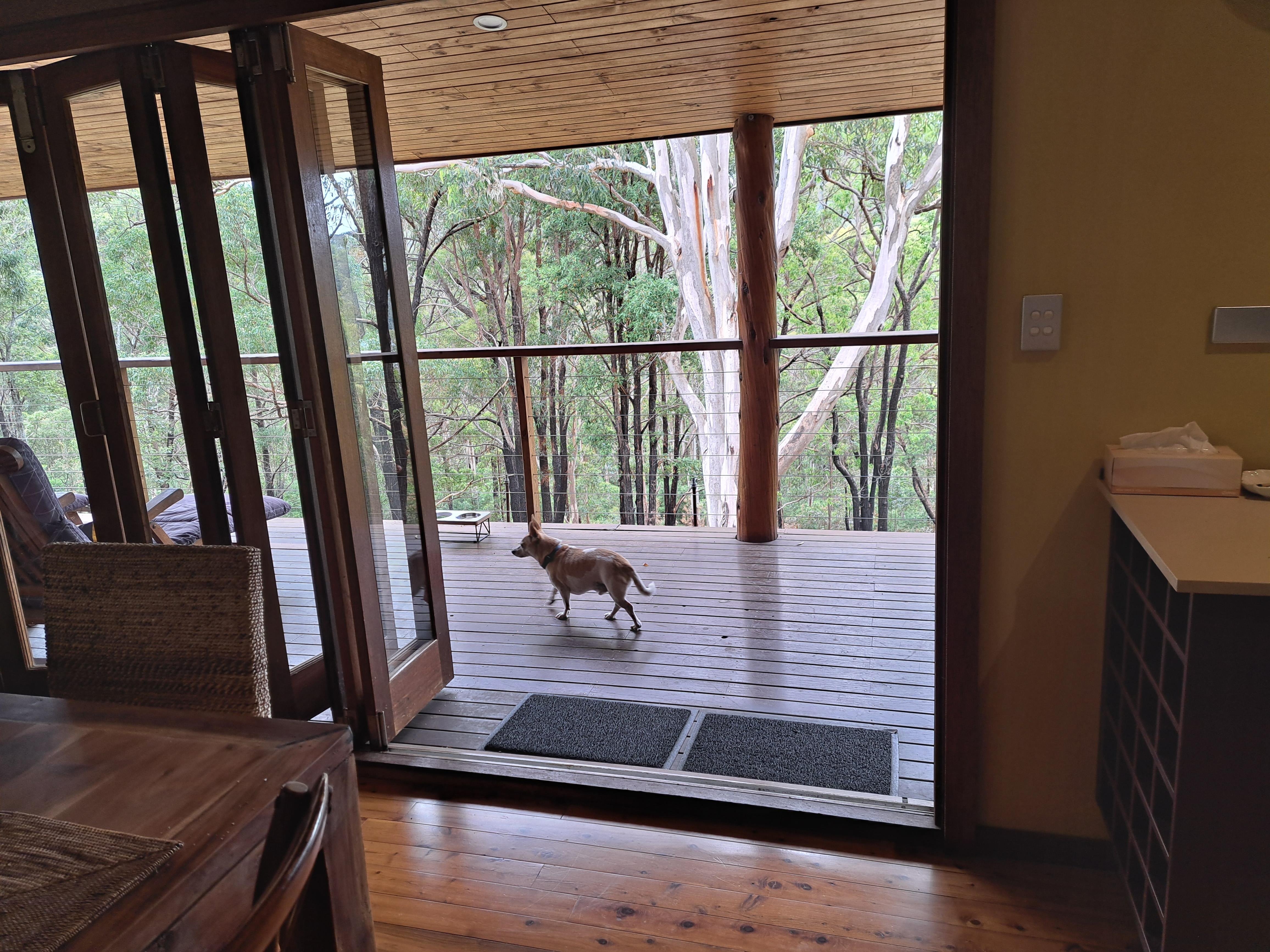 Eddie loves to walk around in a big balcony!