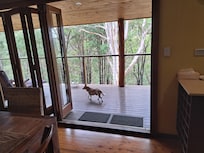 Eddie loves to walk around in a big balcony!