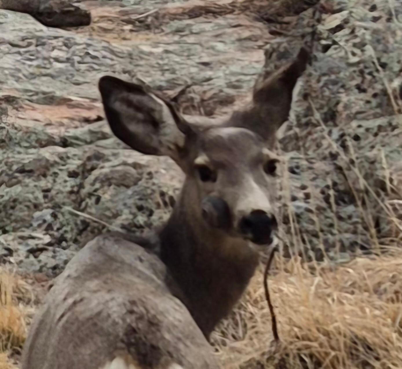 We had 2 deer hang out by the deck. 
