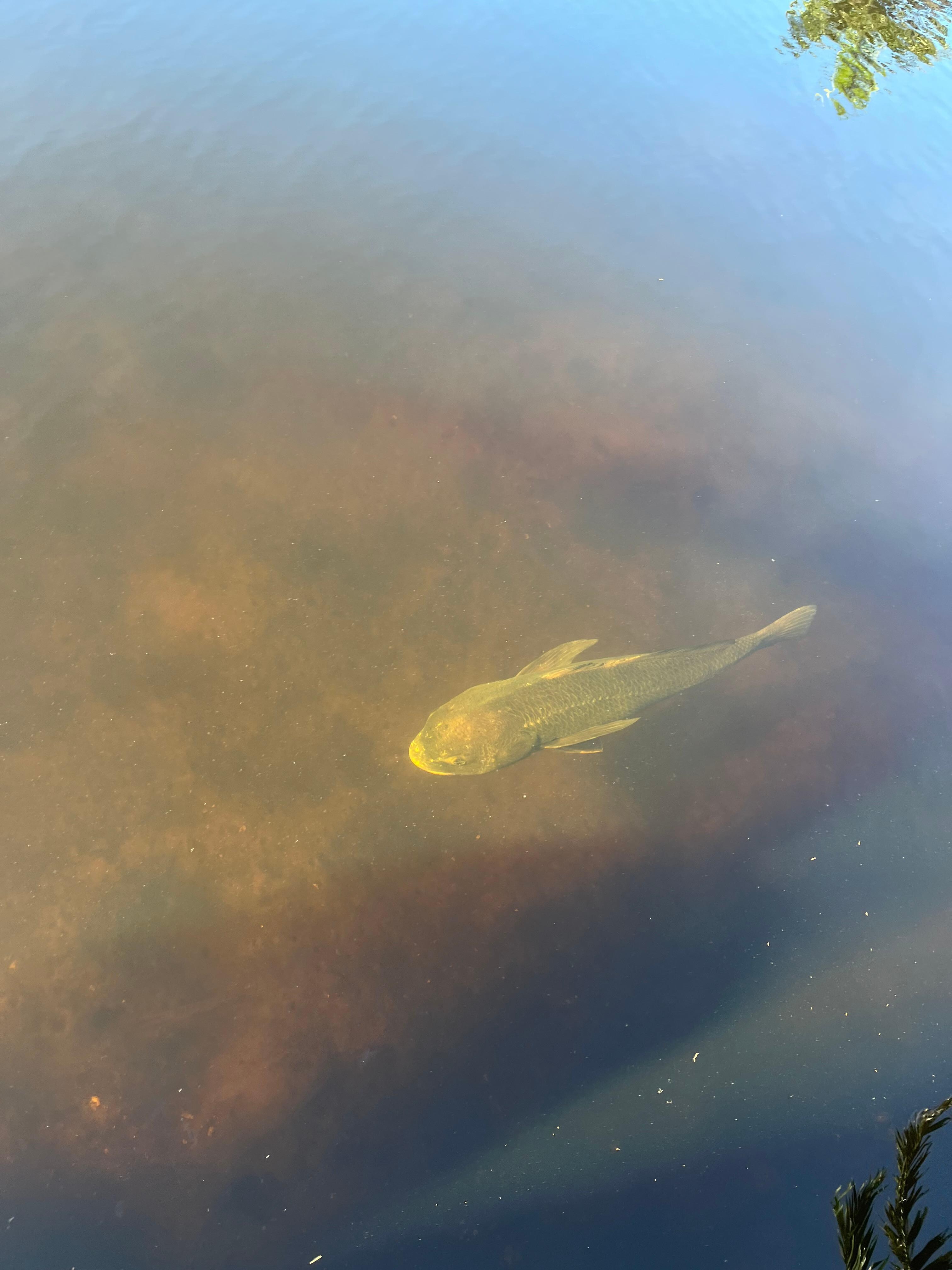 Huge Fish right off the dock!