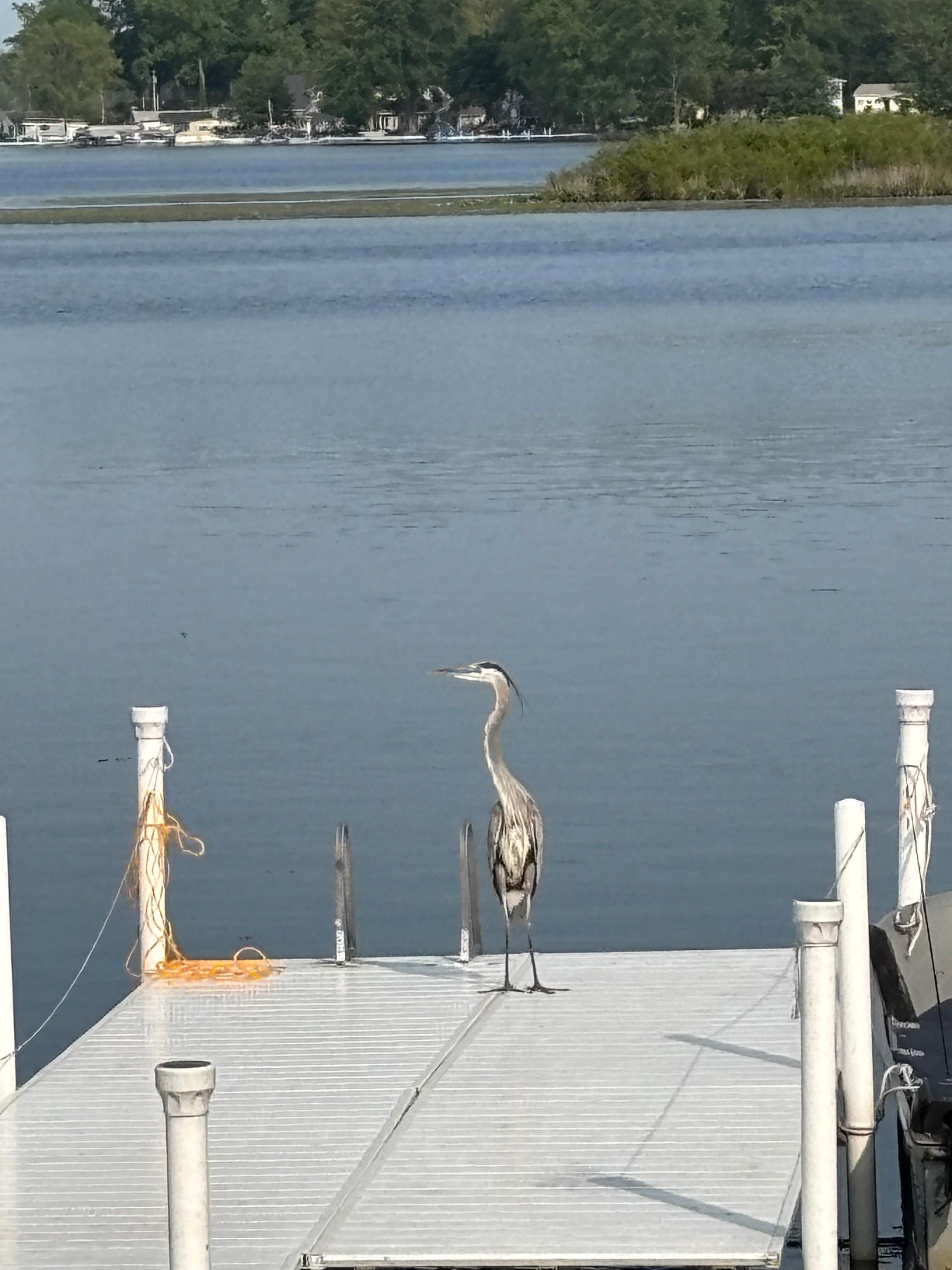 Morning visitor!