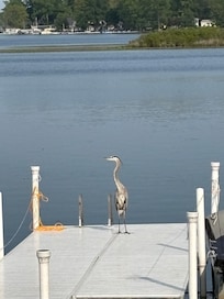 Morning visitor!