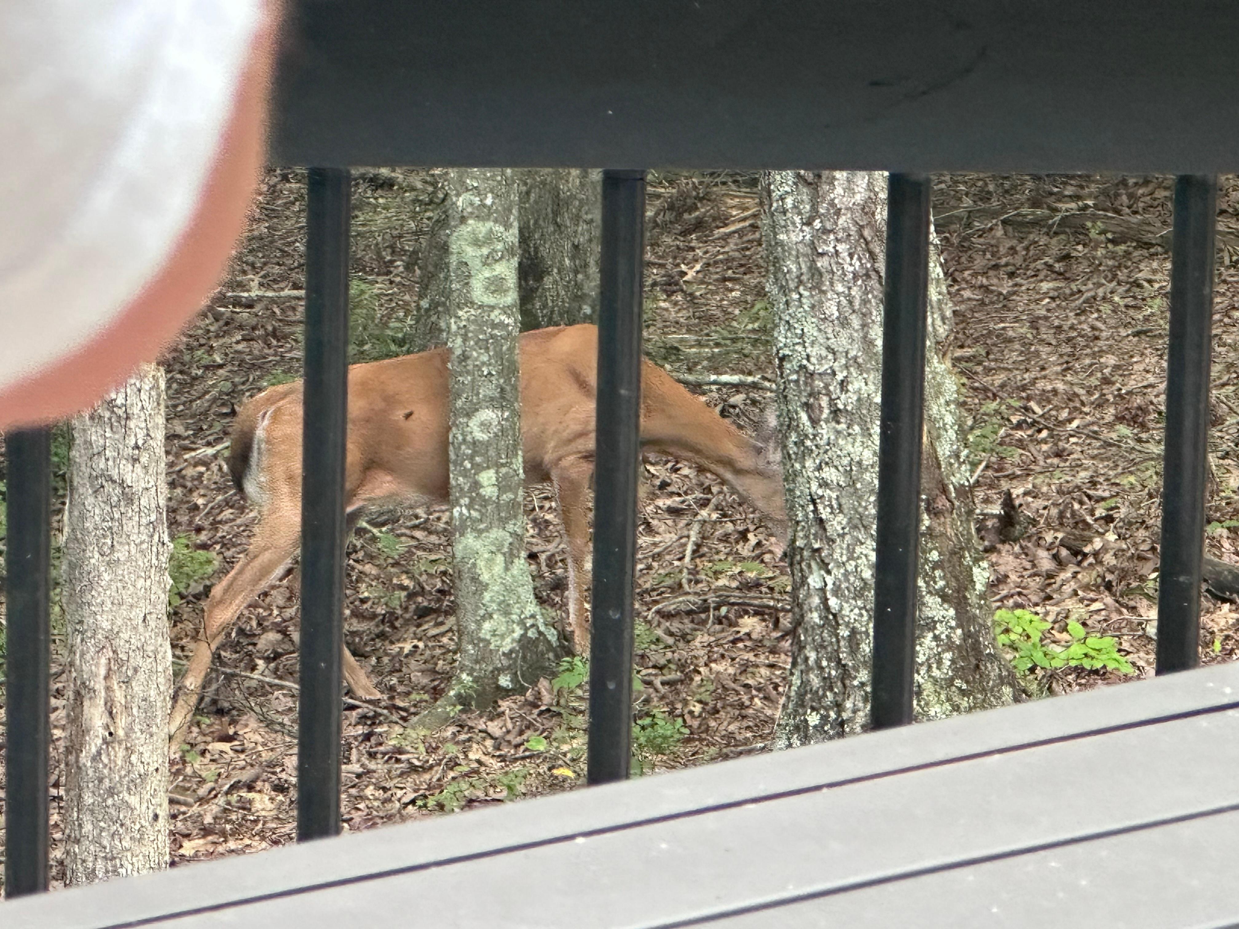 Deer in the back yard