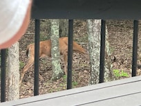 Deer in the back yard