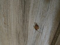 Roach #1