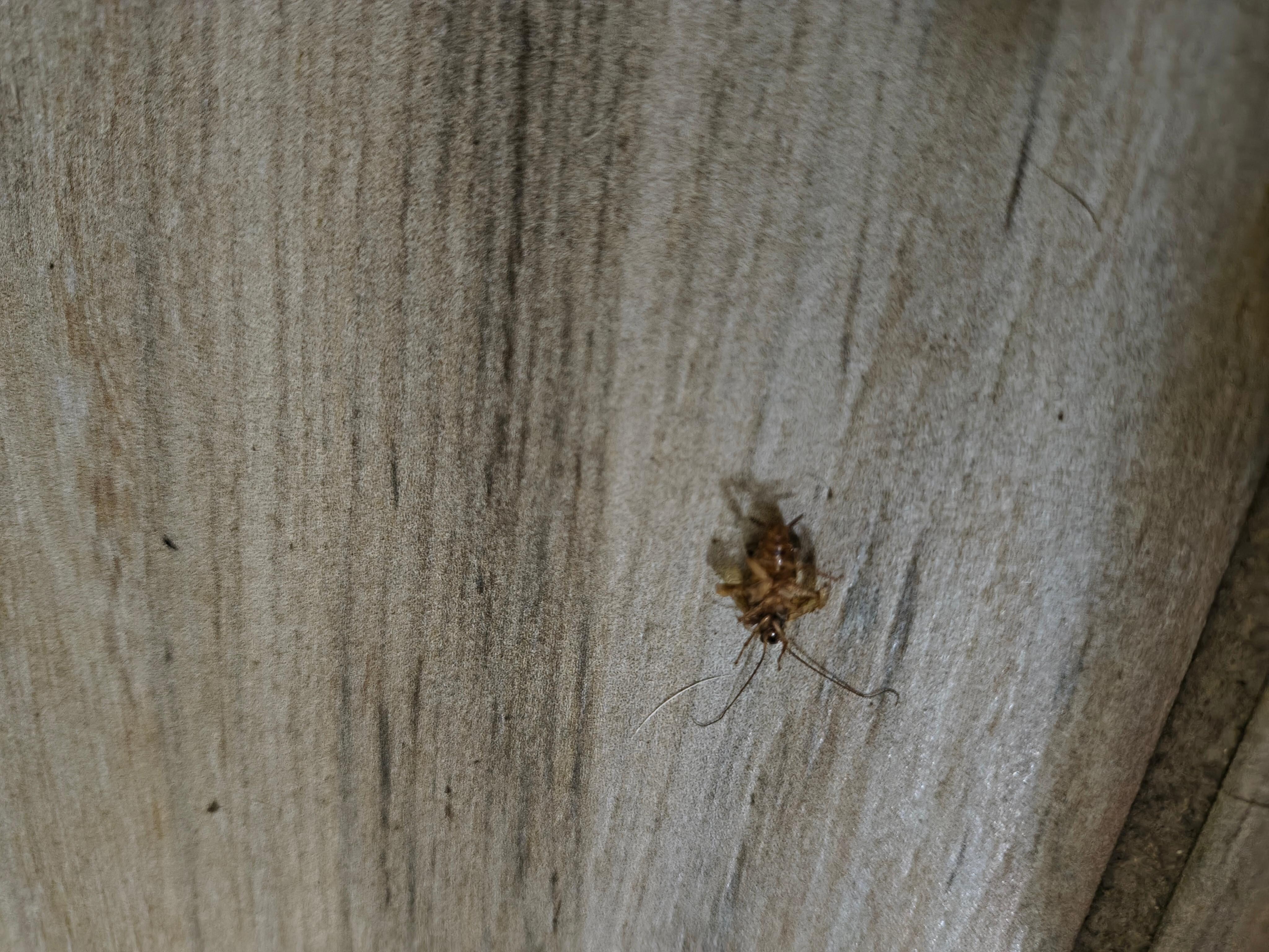 Roach #1