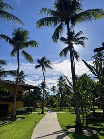 Property grounds palm trees