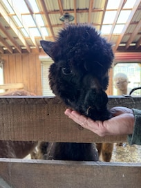 Alpaca farm.