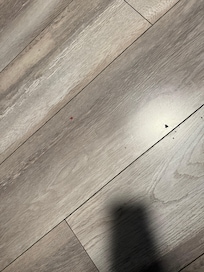 Stains of food? Hairs on the floor? Shoe marks not mopped of sweeped