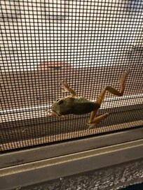 An overnight guest; no worries, it stayed outside. 😁