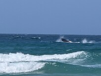 Humpback whale