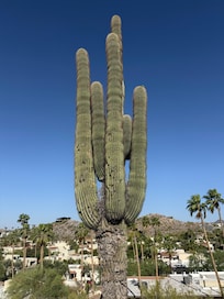 Super old cactus