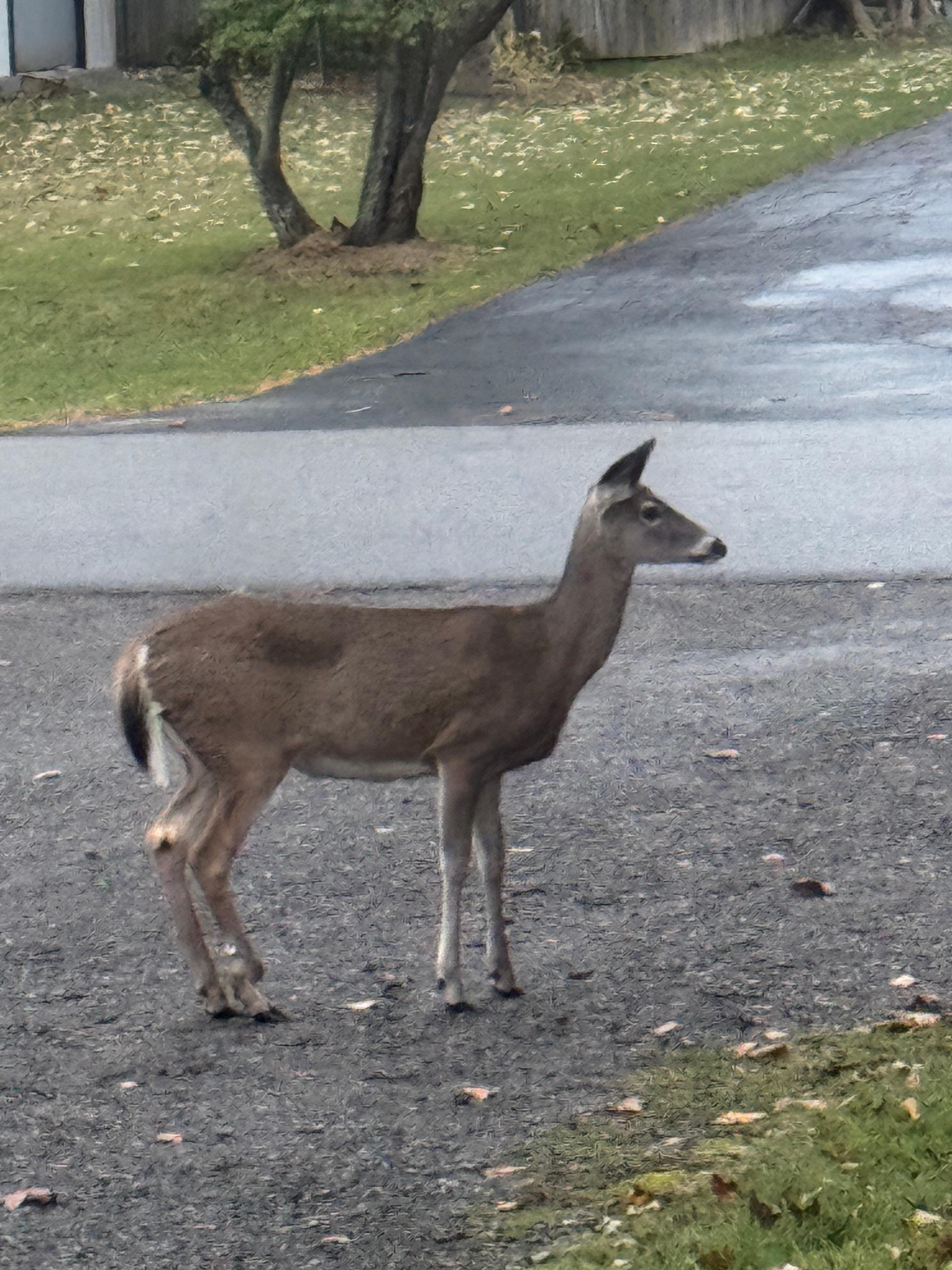 Two evenings we had a chance to see deer in the front yard of this quiet neighborhood. 