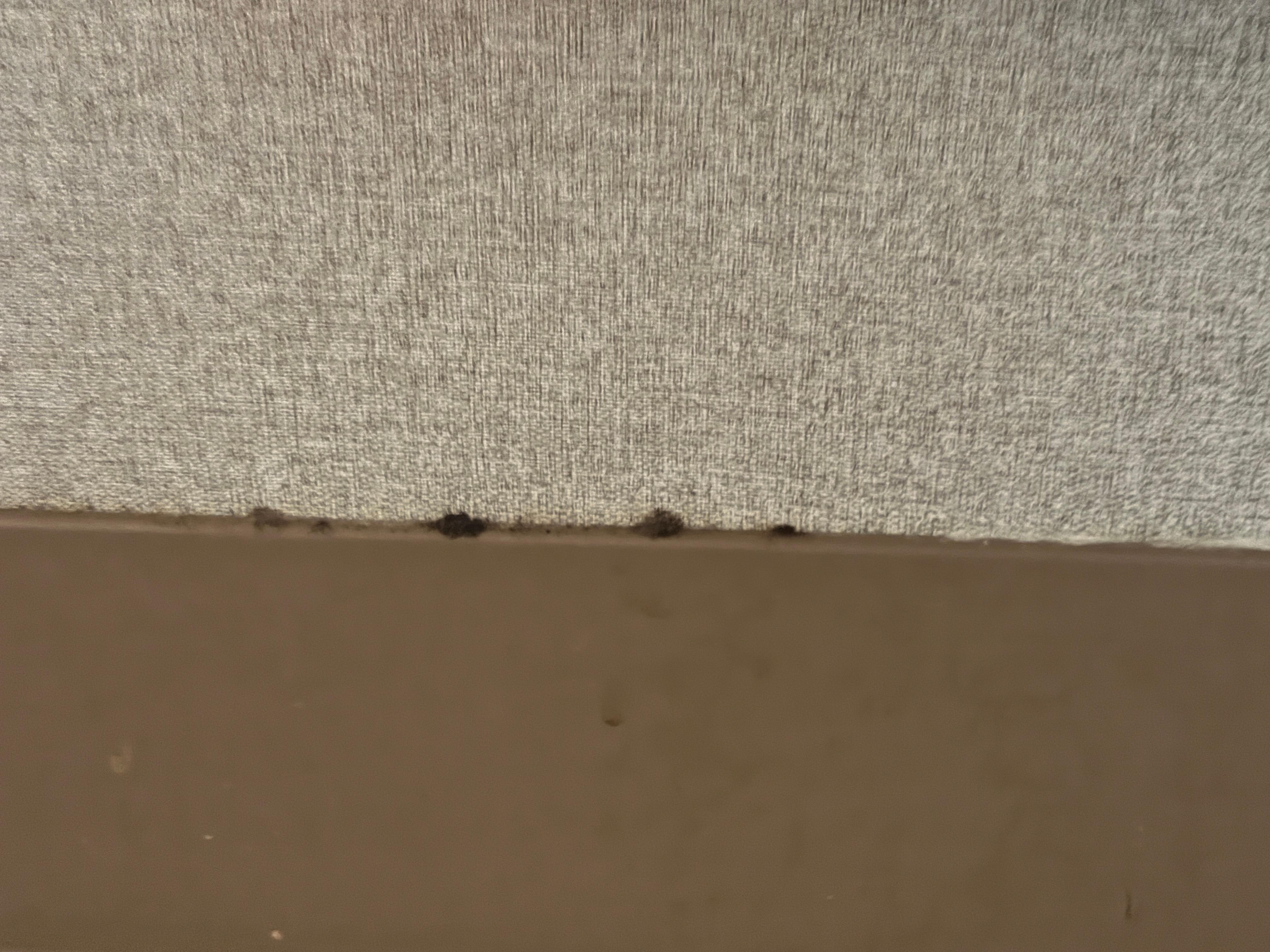 Mold throughout the living room.