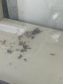 Dead flies
