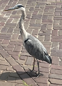 En envis häger som siktat in sig på fiskrestaurangen!
