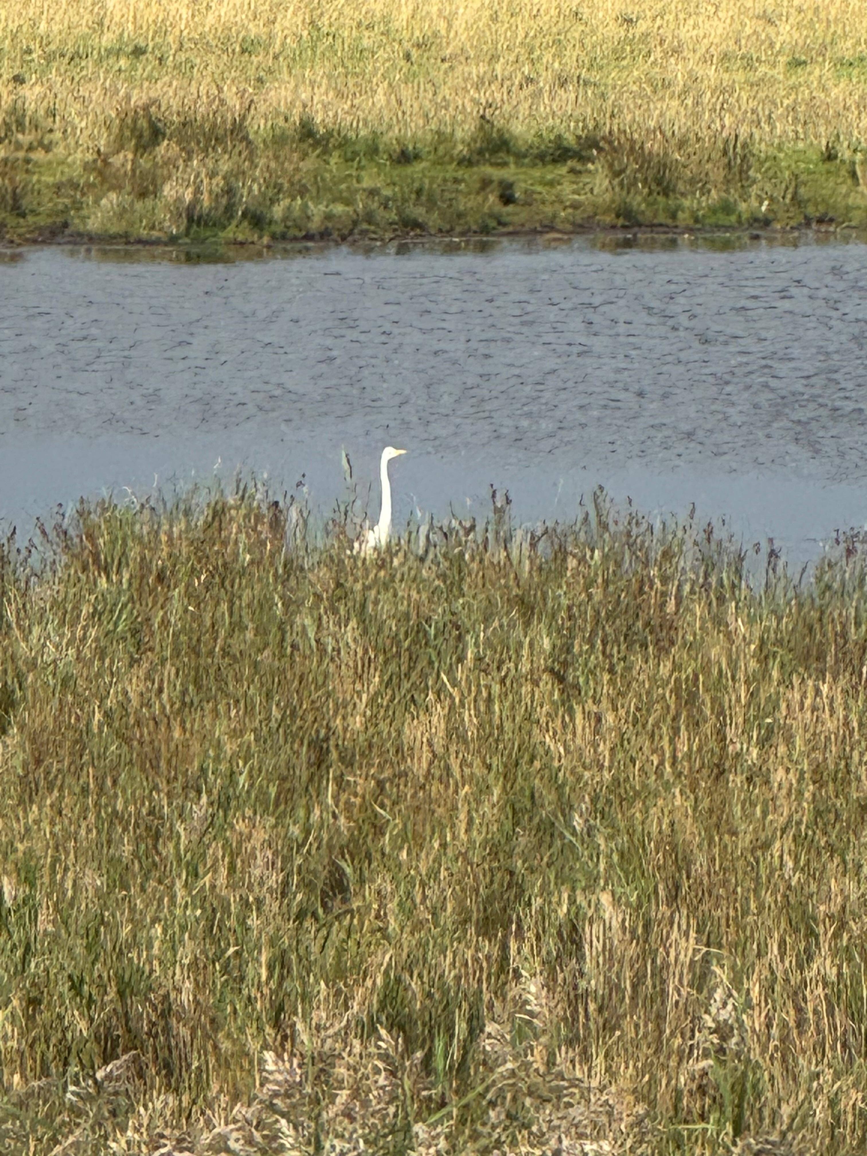 Kranich entdeckt am Morgen